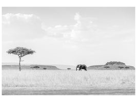 3-piece-canvas-print-high-key-savannah