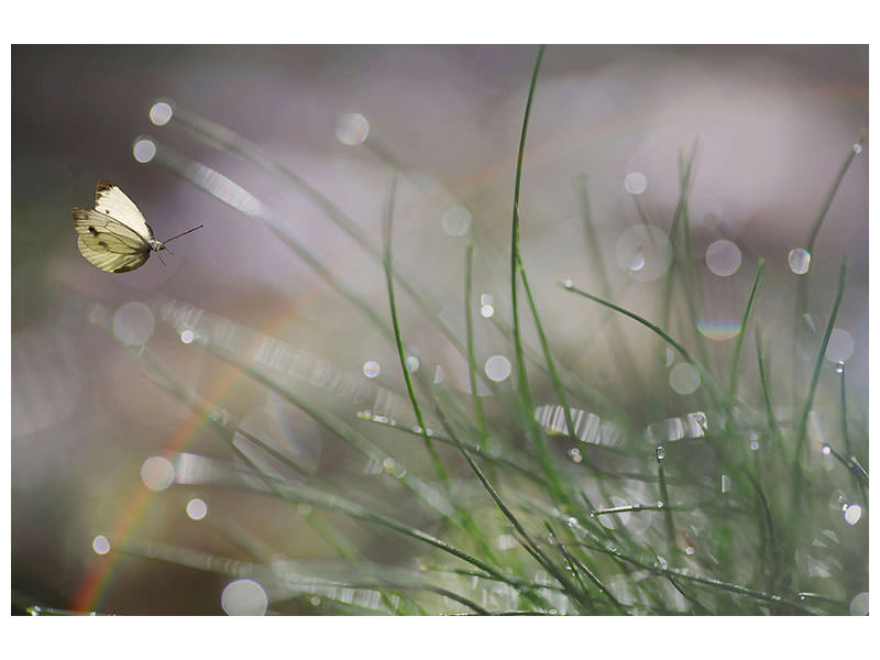 panoramic-canvas-print-imminent-landing