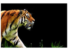 3-piece-canvas-print-imposing-tiger