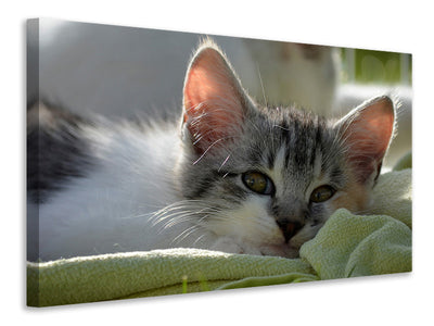 3-piece-canvas-print-in-love-with-kitten