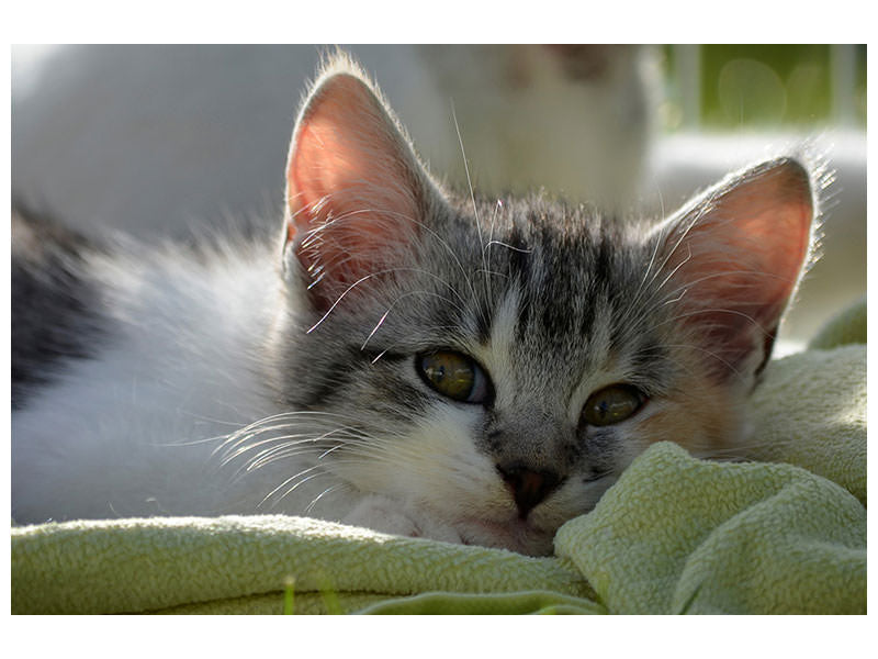 3-piece-canvas-print-in-love-with-kitten
