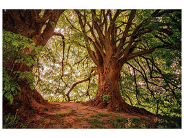 3-piece-canvas-print-in-the-dense-forest