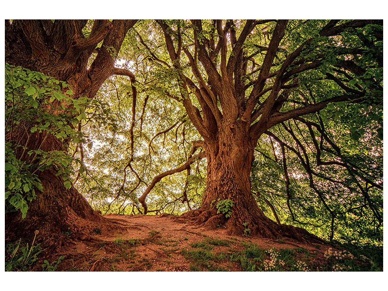 3-piece-canvas-print-in-the-dense-forest