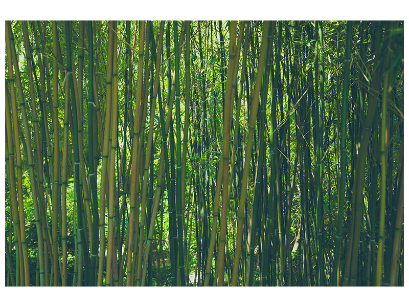 4-piece-canvas-print-in-the-middle-of-the-bamboo