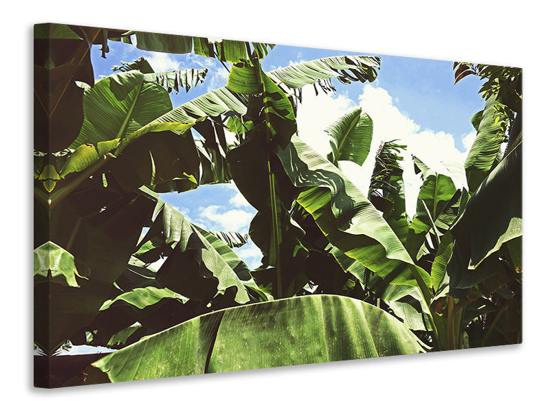 panoramic-3-piece-canvas-print-in-the-middle-of-the-jungle