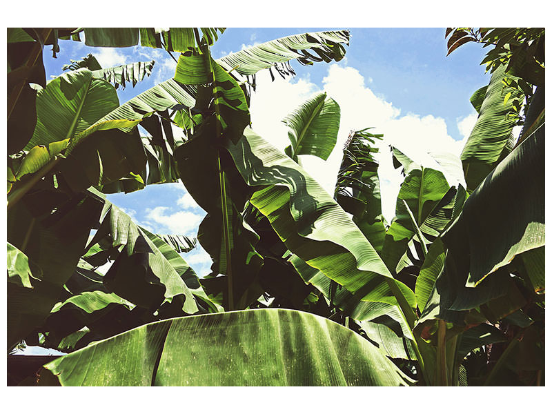 modern-4-piece-canvas-print-in-the-middle-of-the-jungle