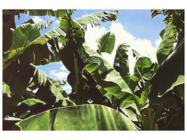 modern-3-piece-canvas-print-in-the-middle-of-the-jungle