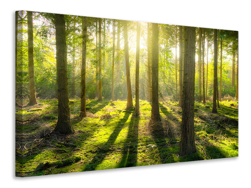 5-piece-canvas-print-in-the-middle-of-the-woods