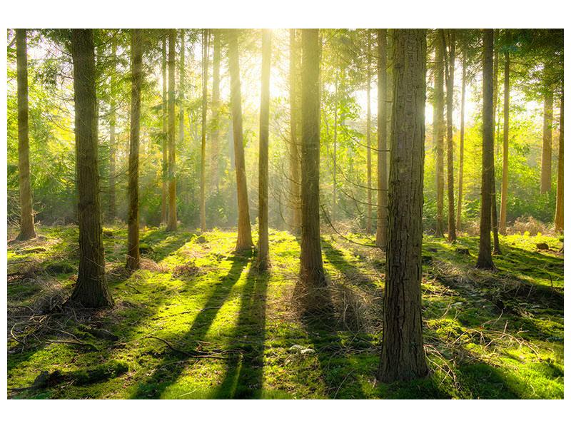 5-piece-canvas-print-in-the-middle-of-the-woods