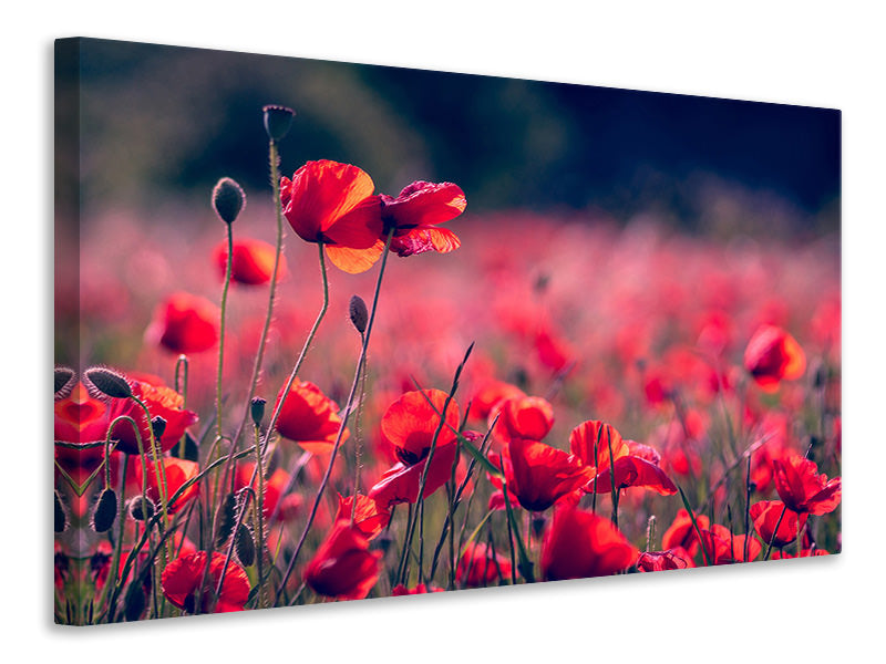 5-piece-canvas-print-in-the-poppy-field