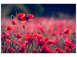 5-piece-canvas-print-in-the-poppy-field