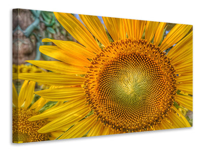 panoramic-3-piece-canvas-print-inflorescence-of-a-sunflower