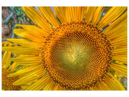 panoramic-3-piece-canvas-print-inflorescence-of-a-sunflower