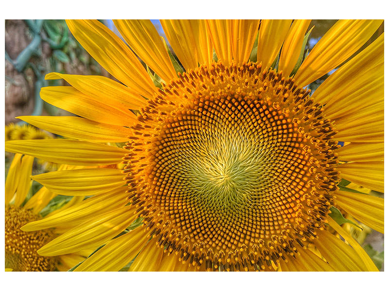 3-piece-canvas-print-inflorescence-of-a-sunflower