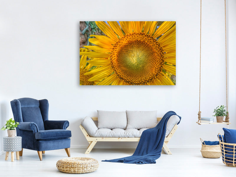 panoramic-canvas-print-inflorescence-of-a-sunflower