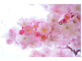 panoramic-3-piece-canvas-print-japanese-cherry-blossom-xl