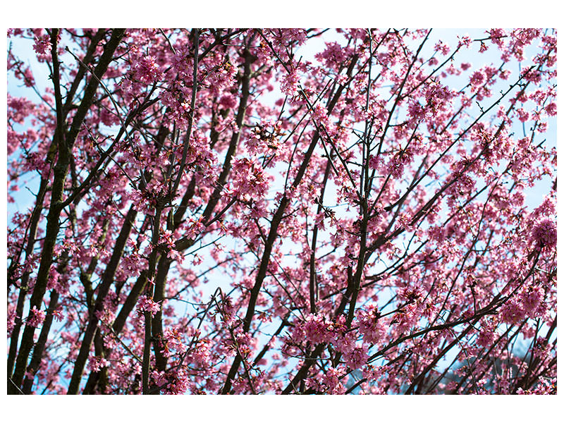 5-piece-canvas-print-japanese-cherry-blossom