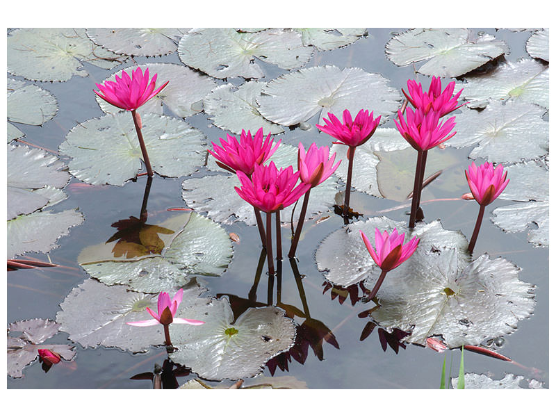 5-piece-canvas-print-jump-in-the-lily-pond