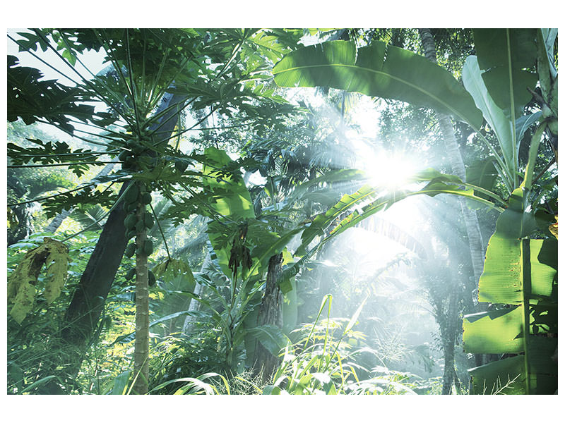 5-piece-canvas-print-jungle-star