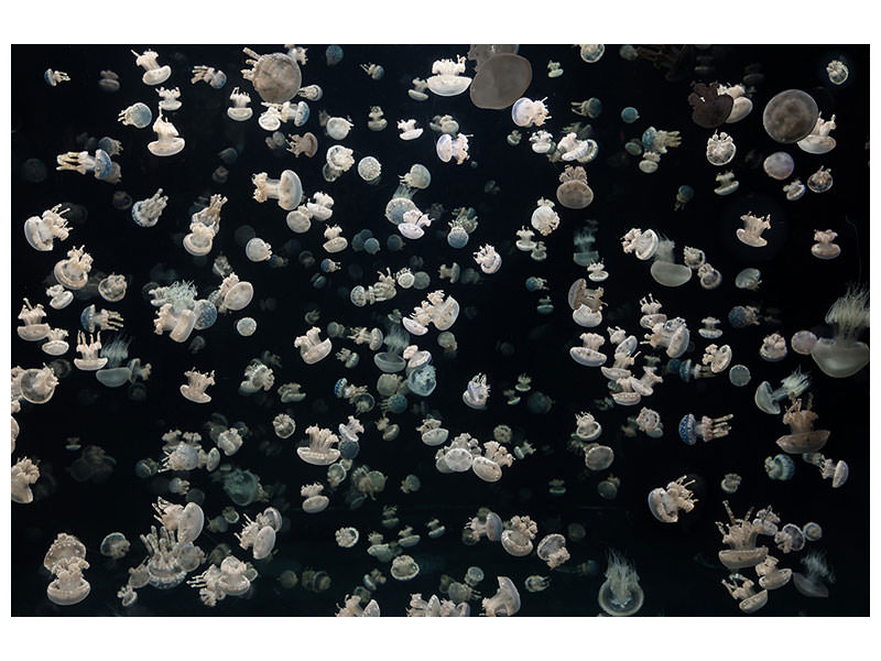panoramic-3-piece-canvas-print-just-some-jellies