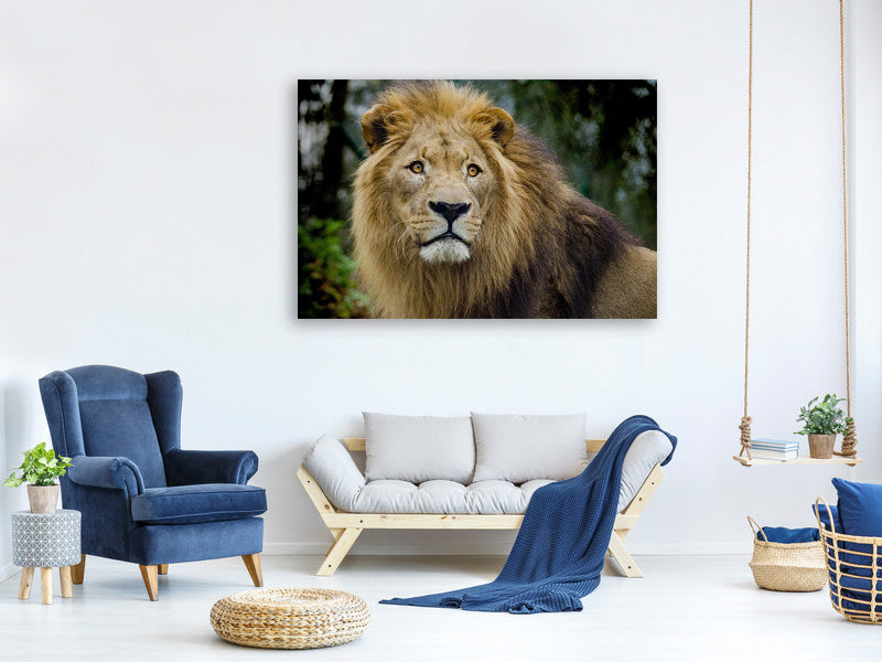 3-piece-canvas-print-king-of-wildlife