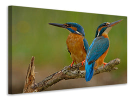 3-piece-canvas-print-kingfisher