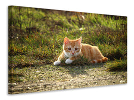 panoramic-3-piece-canvas-print-kitten-in-nature