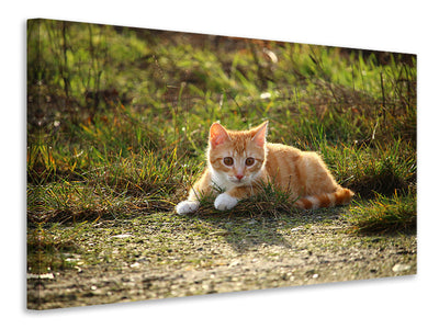 3-piece-canvas-print-kitten-in-nature
