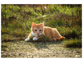 panoramic-canvas-print-kitten-in-nature