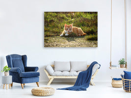 panoramic-3-piece-canvas-print-kitten-in-nature