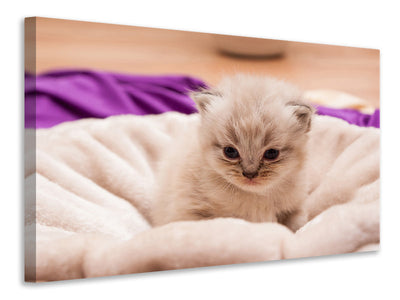 3-piece-canvas-print-kitten-to-fall-in-love
