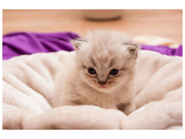 3-piece-canvas-print-kitten-to-fall-in-love