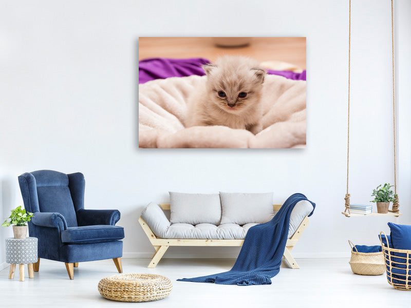 3-piece-canvas-print-kitten-to-fall-in-love
