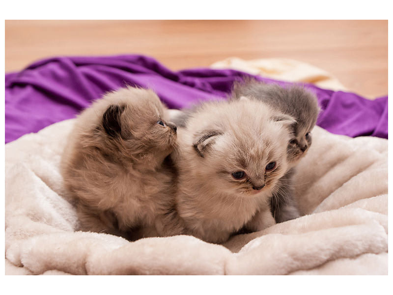 3-piece-canvas-print-kitten-trio-to-fall-in-love