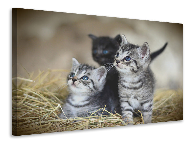 3-piece-canvas-print-kitten-trio