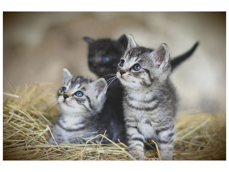 3-piece-canvas-print-kitten-trio