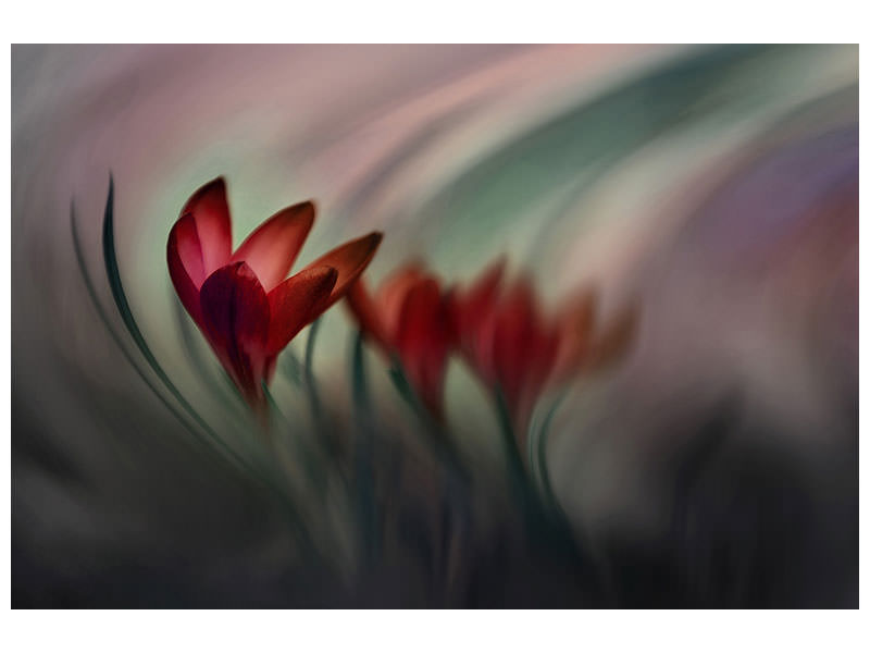 panoramic-canvas-print-krokus