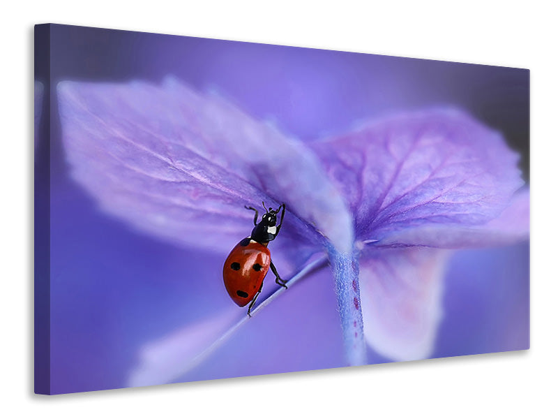 4-piece-canvas-print-ladybird-on-purple-hydrangea