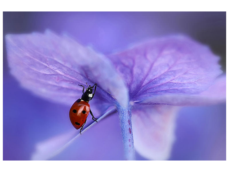 5-piece-canvas-print-ladybird-on-purple-hydrangea