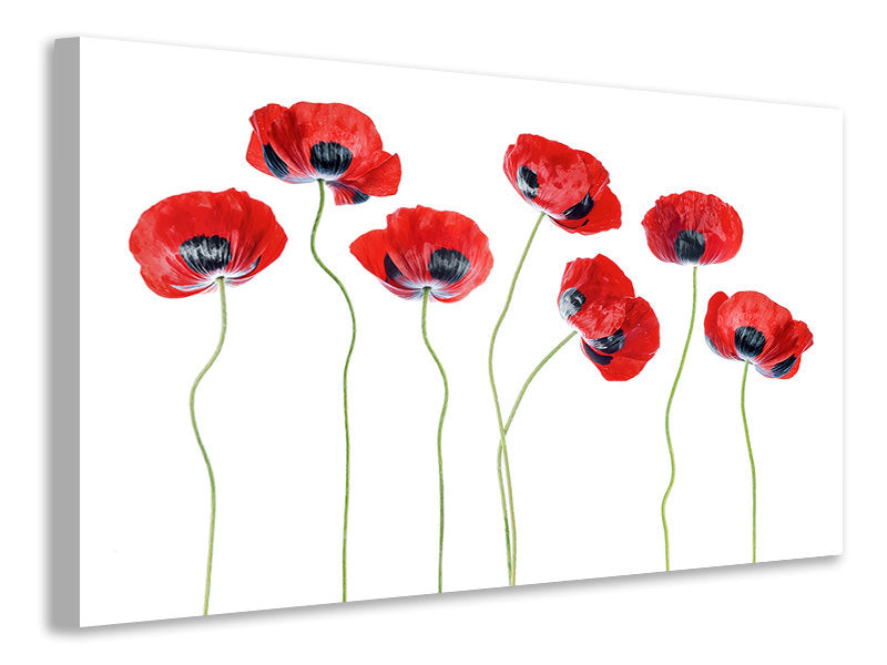 5-piece-canvas-print-ladybird-poppies
