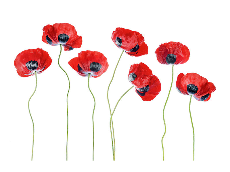 5-piece-canvas-print-ladybird-poppies