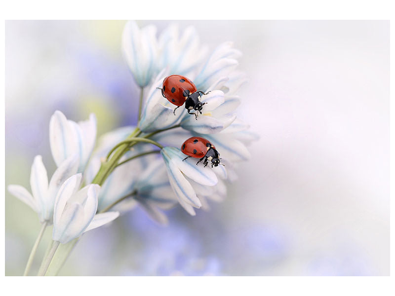 modern-3-piece-canvas-print-ladybirds