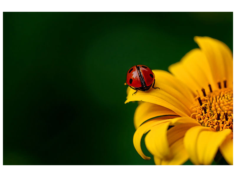 3-piece-canvas-print-ladybug-on-the-sunflower