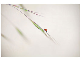 modern-3-piece-canvas-print-ladybug