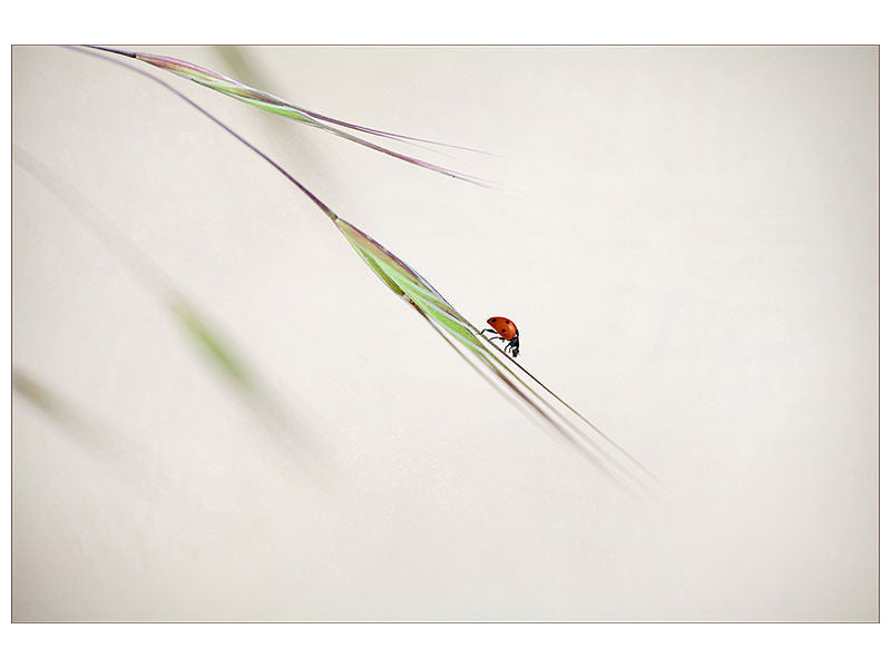 5-piece-canvas-print-ladybug