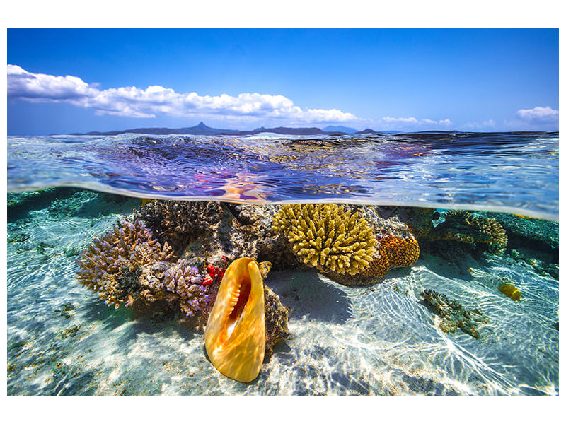 5-piece-canvas-print-lagoon-life