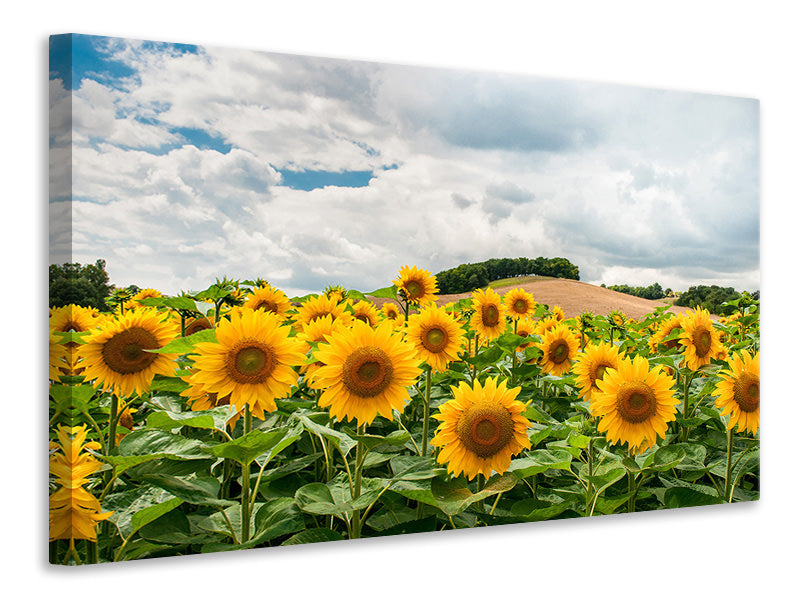 modern-4-piece-canvas-print-landscape-with-sunflowers