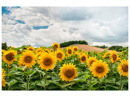 5-piece-canvas-print-landscape-with-sunflowers