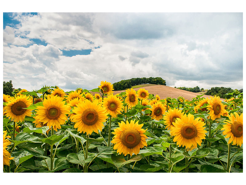 4-piece-canvas-print-landscape-with-sunflowers