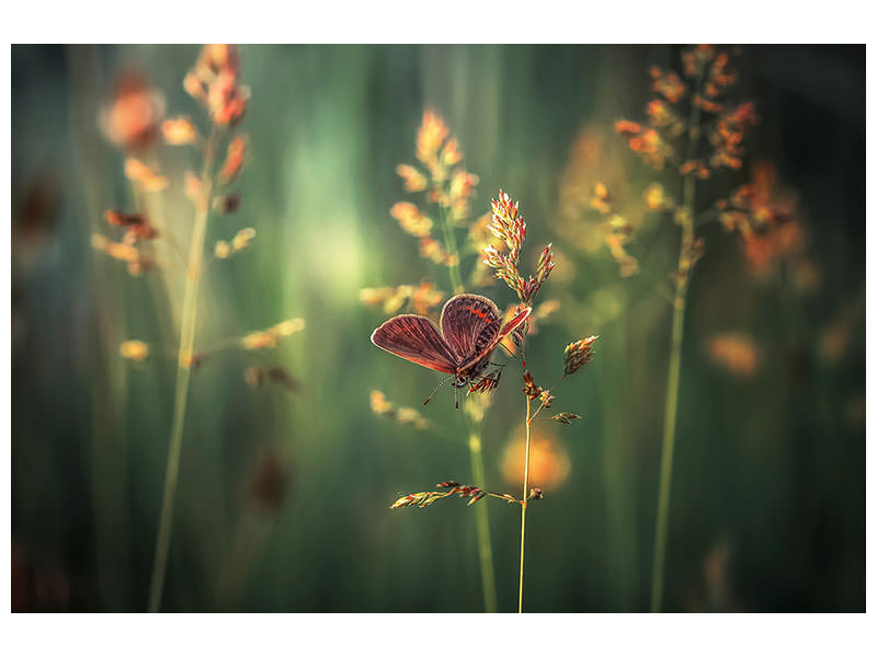modern-4-piece-canvas-print-last-light